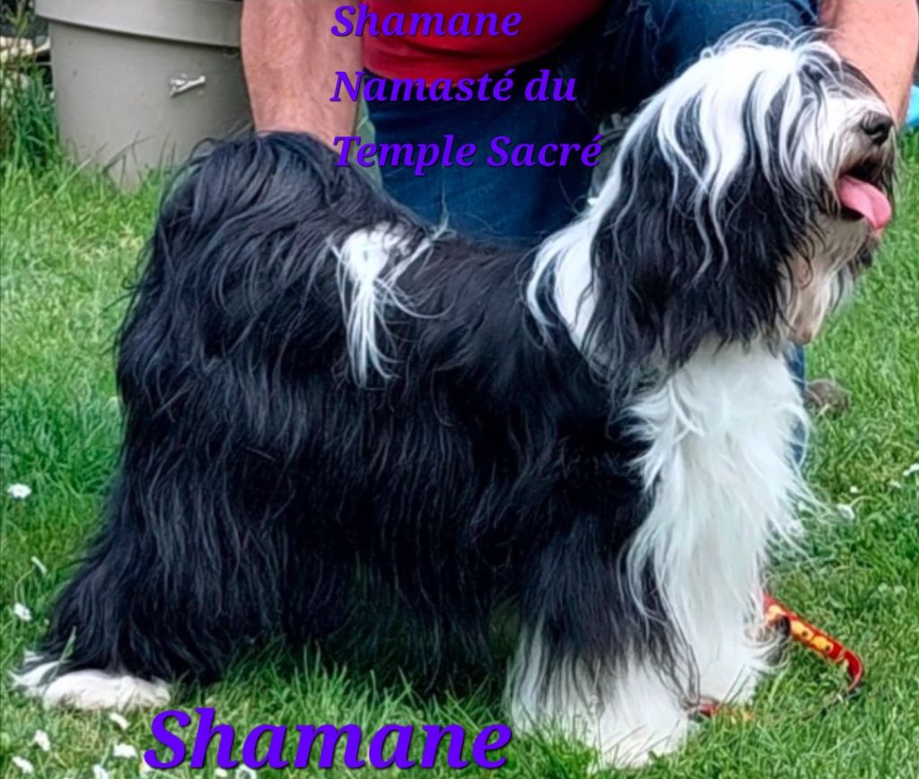 Shamane namasté du temple sacré (Sans Affixe)