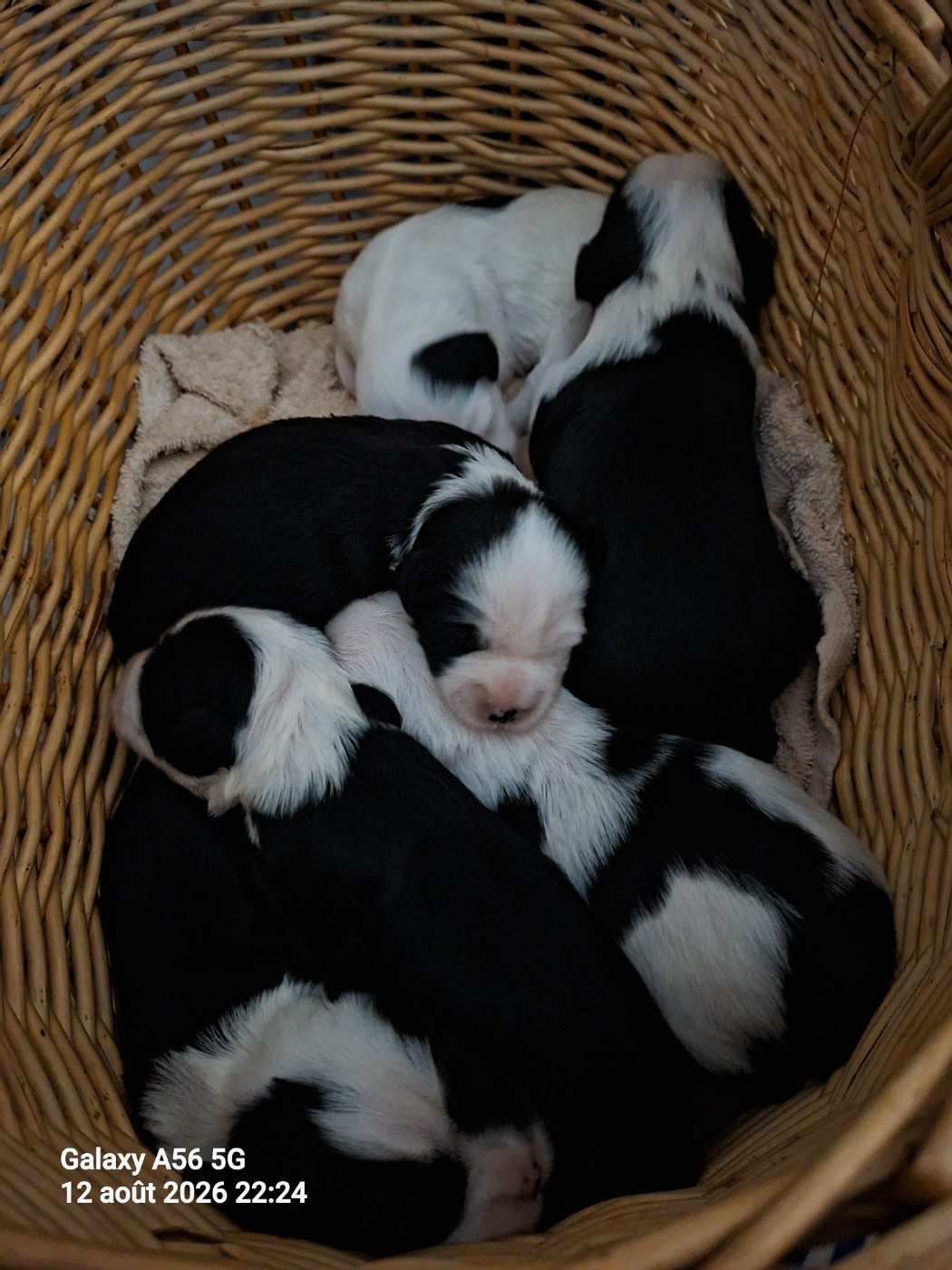 Chiots disponibles à la réservation