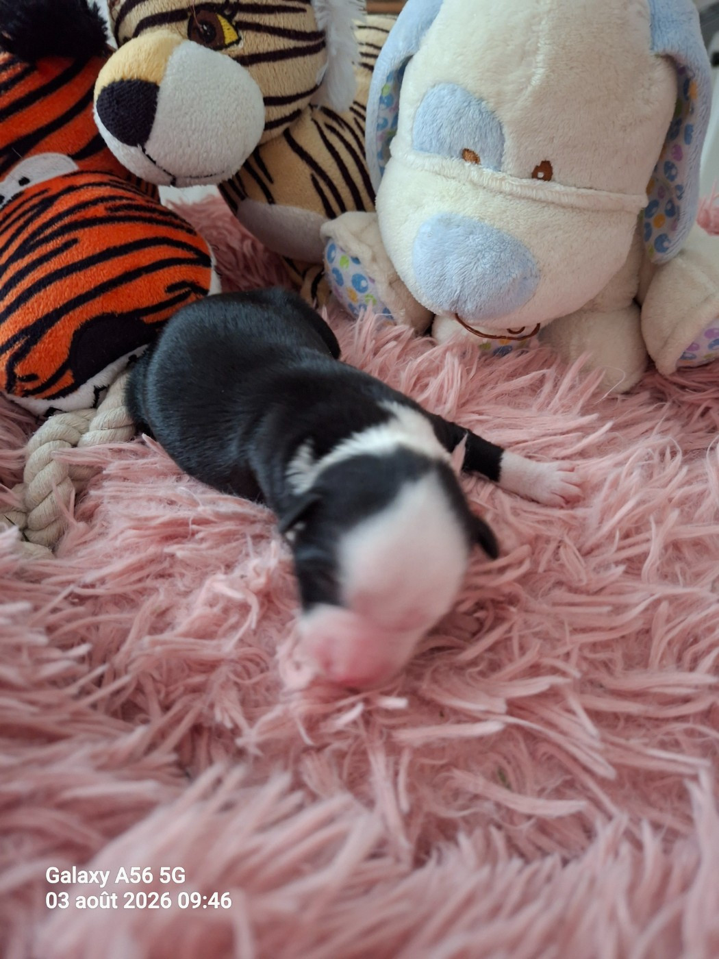 Bernard Delaunay - Chiots disponibles - Terrier Tibetain