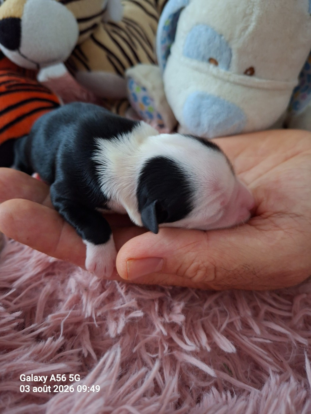 Bernard Delaunay - Chiots disponibles - Terrier Tibetain