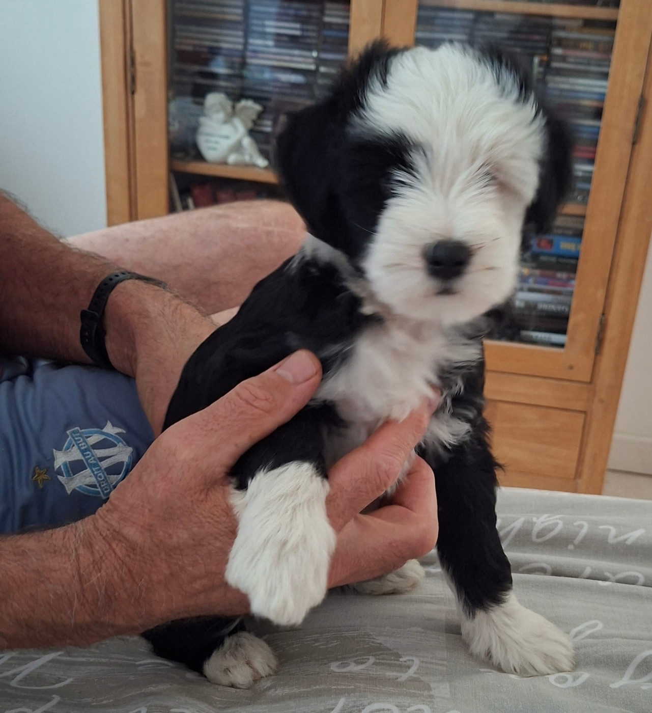 Bernard Delaunay - Chiots disponibles - Terrier Tibetain