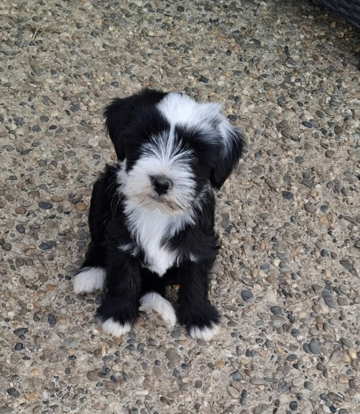 Bernard Delaunay - Chiots disponibles - Terrier Tibetain